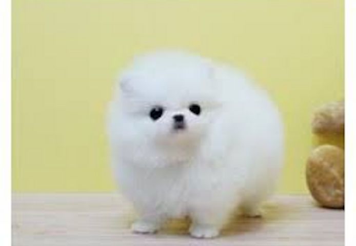 Wunderschöne Pomeranian-Welpen