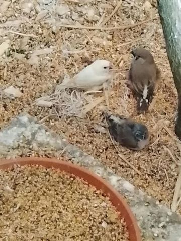 Zebrafinken aus Hobbyzucht in verschiedene Farben !