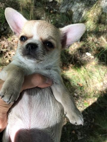 Exclusive Chihuahua Welpen Zu Verkaufen