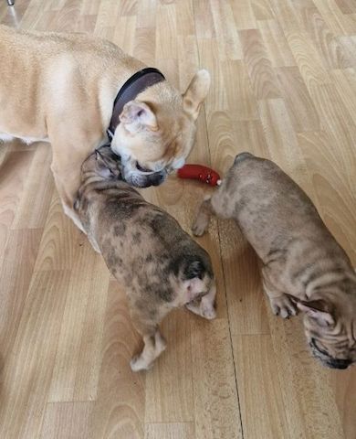 Exclusive Süsse Französisch Bulldogge mit Papieren