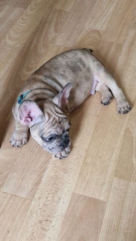 Exclusive Süsse Französisch Bulldogge mit Papieren