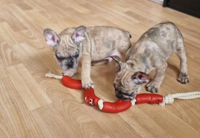 Exclusive Süsse Französisch Bulldogge mit Papieren
