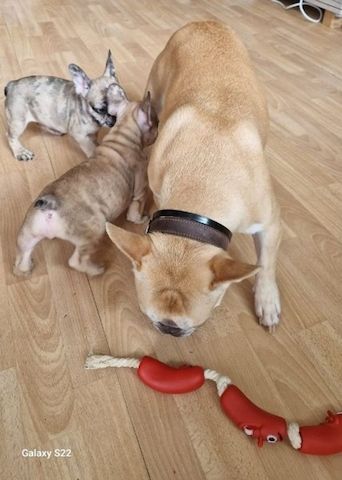 Exclusive Süsse Französisch Bulldogge mit Papieren