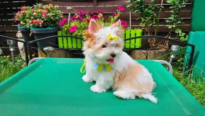 Biewer Yorkshire Terrier Hündin