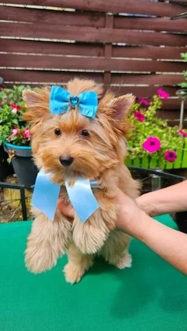 Biewer Yorkshire Terrier Hündin