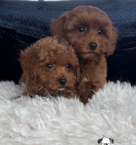 Maltipoo welpen