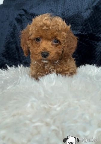 Maltipoo welpen