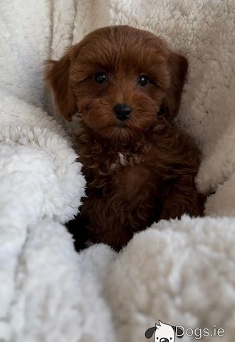 Maltipoo welpen