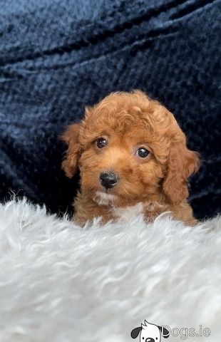 Maltipoo welpen