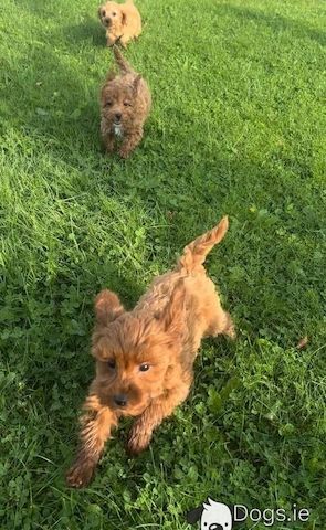 Maltipoo welpen