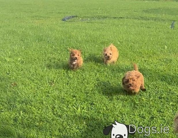 Maltipoo welpen