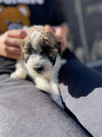 Maltipoo welpen