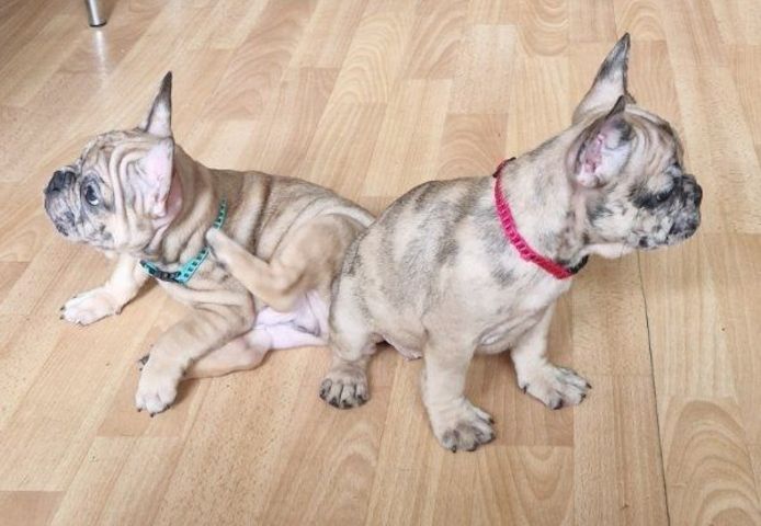 Französische Bulldoggen Welpen suchen dich !
