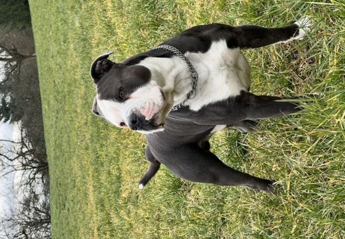 American Bulldog Mischlingswelpe