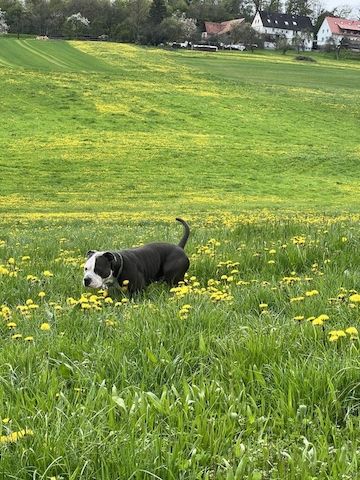 American Bulldog Mischlingswelpe