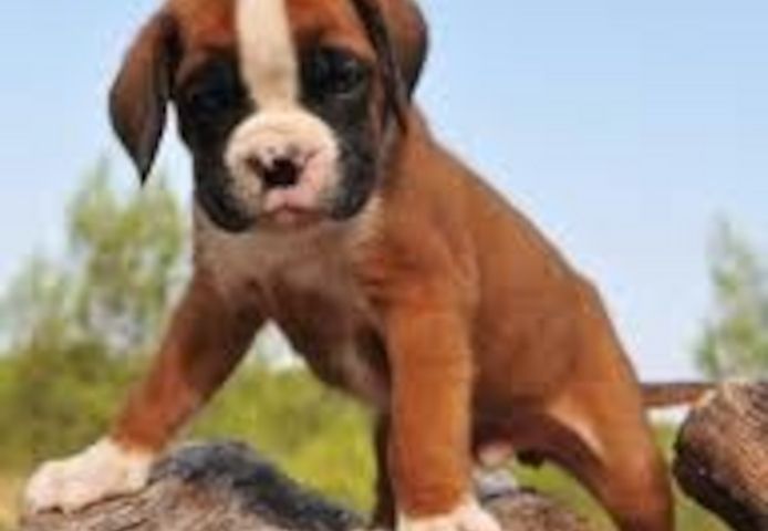 Gesunde Boxer-Welpen