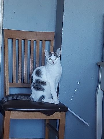 Liebevolles Zuhause für Katzen gesucht