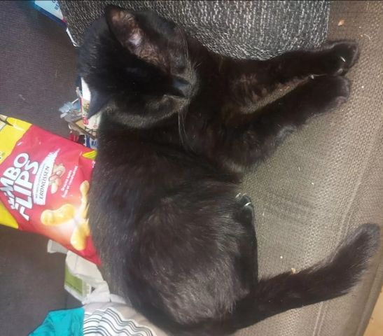 Liebevolles Zuhause für Katzen gesucht
