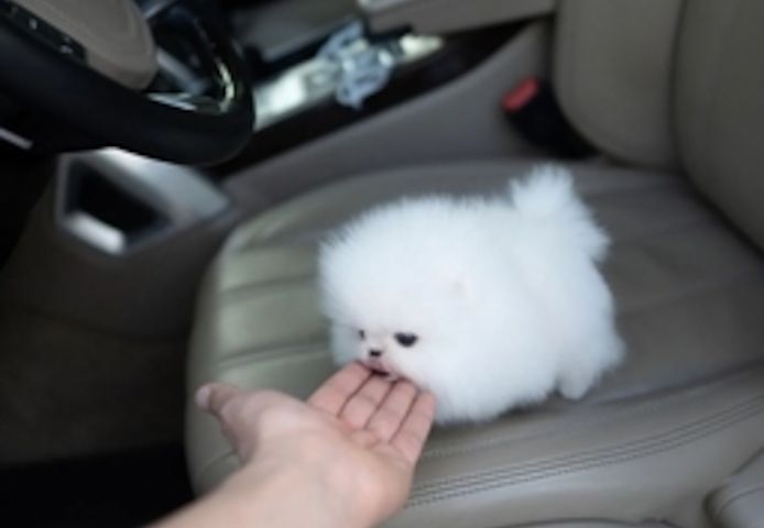 Zwergspitz-Pomeranian Welpen