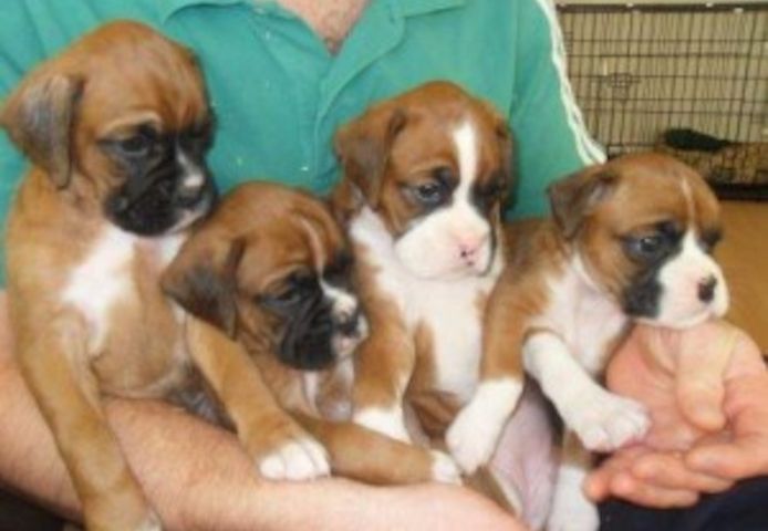 Gesunde Boxer-Welpen