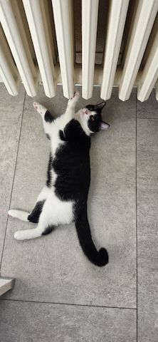 Kitten