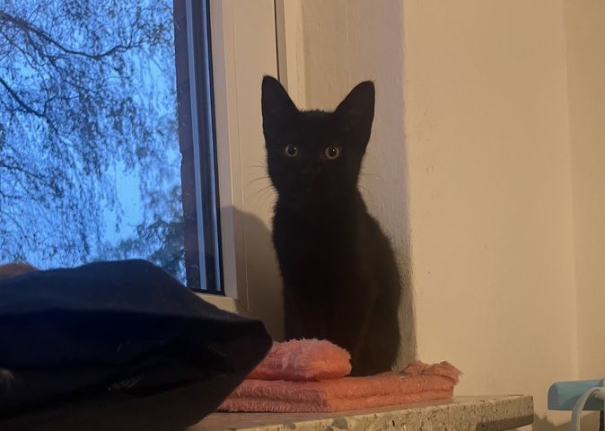 Kitten Suchen ein Zuhause
