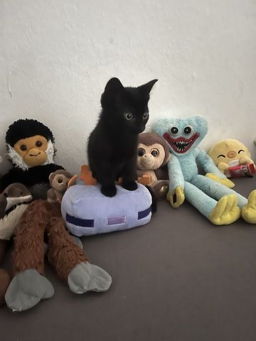 Baby Kater sucht ein Zuhause