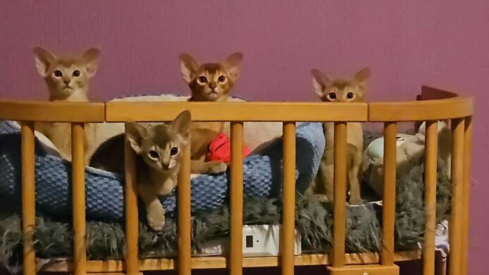Reinrassige Abessinier -Kitten suchen ihr Glück – kleine Persönlichkeiten auf Samtpfoten!
