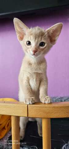 Reinrassige Abessinier -Kitten suchen ihr Glück – kleine Persönlichkeiten auf Samtpfoten!