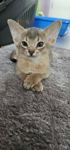 Reinrassige Abessinier -Kitten suchen ihr Glück – kleine Persönlichkeiten auf Samtpfoten!