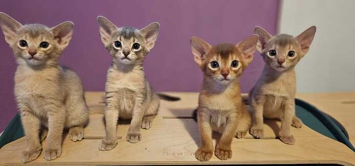 Reinrassige Abessinier -Kitten suchen ihr Glück – kleine Persönlichkeiten auf Samtpfoten!