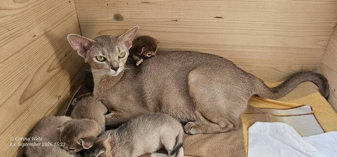 Reinrassige Abessinier -Kitten suchen ihr Glück – kleine Persönlichkeiten auf Samtpfoten!