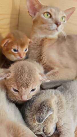Reinrassige Abessinier -Kitten suchen ihr Glück – kleine Persönlichkeiten auf Samtpfoten!
