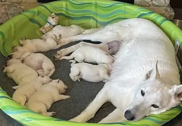 Deutsche Schäferhund-Welpen