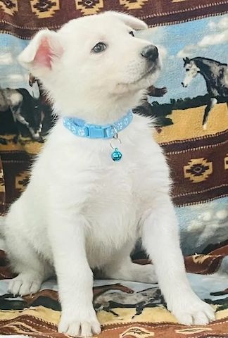 Deutsche Schäferhund-Welpen