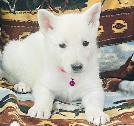 Deutsche Schäferhund-Welpen