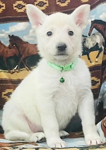 Deutsche Schäferhund-Welpen