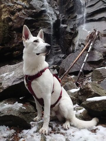 Deutsche Schäferhund-Welpen