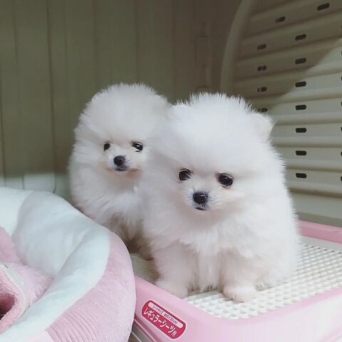 Wunderschöne Pomeranian-Welpen suchen ein liebevolles Zuhause
