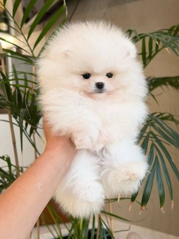 Wunderschöne Pomeranian-Welpen suchen ein liebevolles Zuhause
