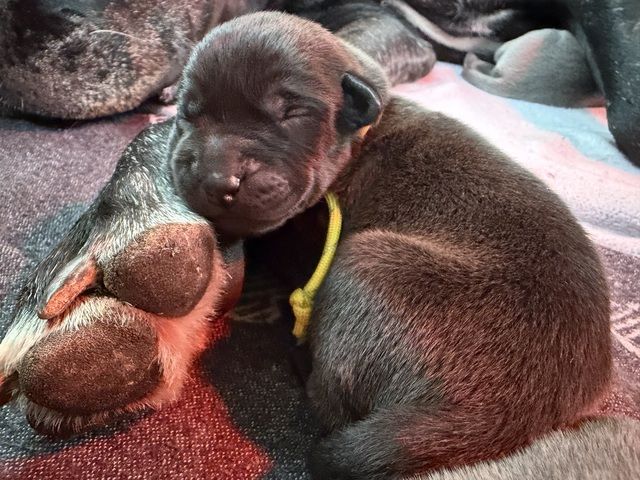 Welpen Hundewelpen Großrassenmix Weimeraner Vizsla Deutsch Dogge Saupacker