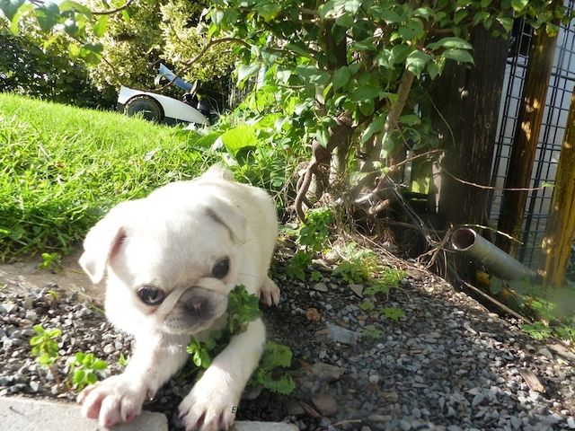 Nur noch 2 altdeutsche Mops Welpen, frei atmend, mit Stammbaum, suchen ein neues Zuhause