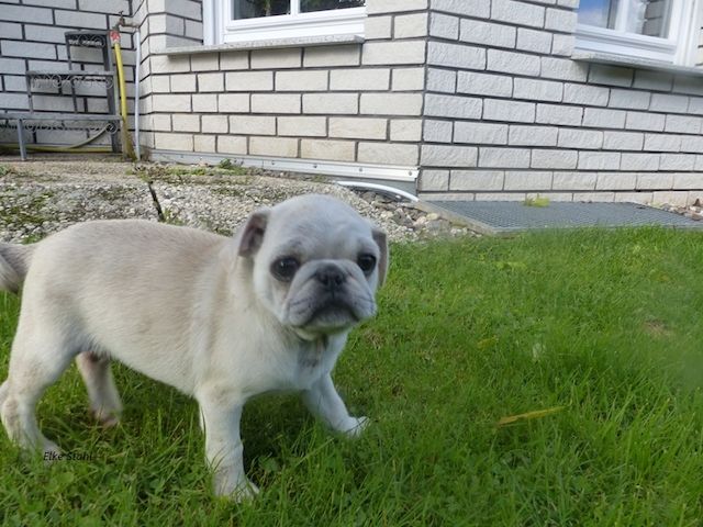 Nur noch 2 altdeutsche Mops Welpen, frei atmend, mit Stammbaum, suchen ein neues Zuhause