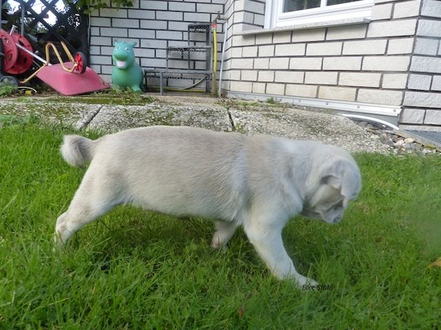 Nur noch 2 altdeutsche Mops Welpen, frei atmend, mit Stammbaum, suchen ein neues Zuhause