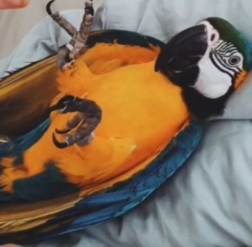 Ara-Papageien