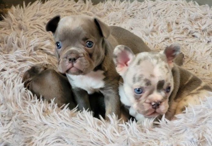 Super Französische Bulldogge Welpen zu verkaufen
