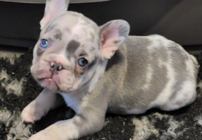 Super Französische Bulldogge Welpen zu verkaufen