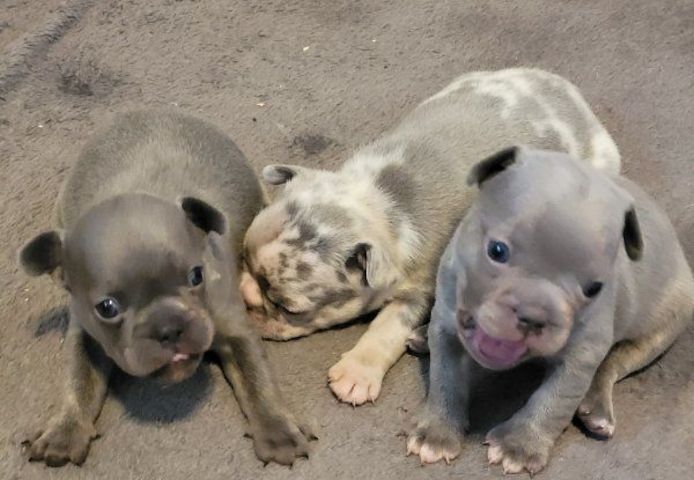 Super Französische Bulldogge Welpen zu verkaufen