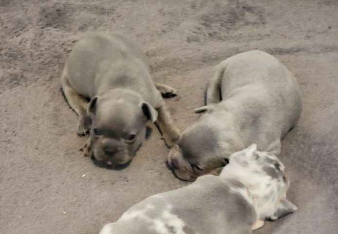 Super Französische Bulldogge Welpen zu verkaufen