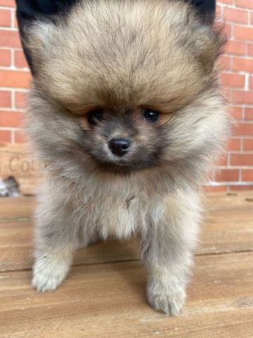 Pomeranian Zwergspitz